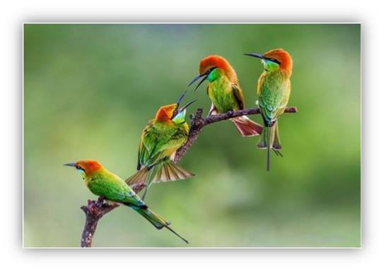 “No tengan miedo, porque ustedes valen mucho más que todos los pájaros del mundo.”