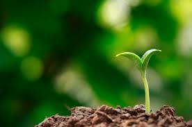 “Para oír tenemos oídos; para escuchar, Dios nos dio el corazón; en él es dónde Dios siembra su Palabra.”