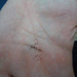 “Tan grandes como un grano de mostaza han de ser tus obras… ¡Dios hará el resto!”