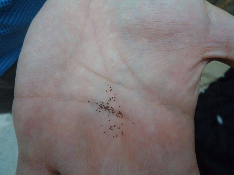 “Tan grandes como un grano de mostaza han de ser tus obras… ¡Dios hará el resto!”